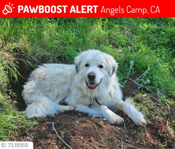 Lost Male Dog last seen Latigo Street, Angels Camp, CA 95222