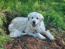 Lost Male Dog last seen Latigo Street, Angels Camp, CA 95222