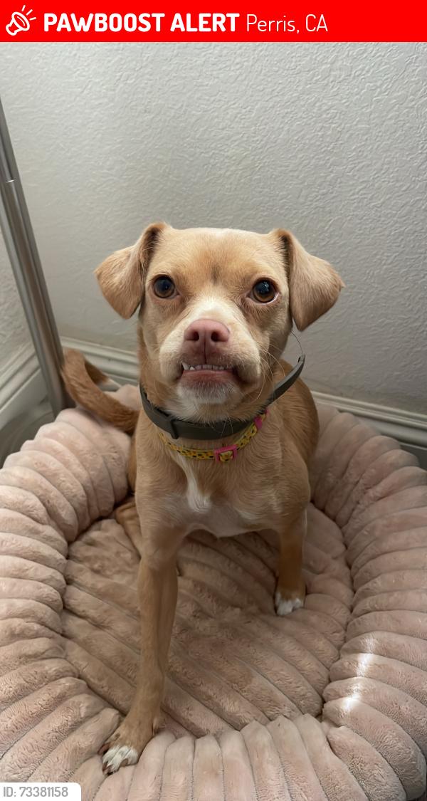 Lost Female Dog last seen Sony Way and Zelma Dr, Perris, CA 92570