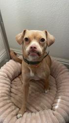 Lost Female Dog last seen Sony Way and Zelma Dr, Perris, CA 92570