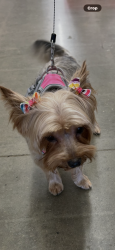 Lost Female Dog last seen Gull rd, Kalamazoo, MI 49048