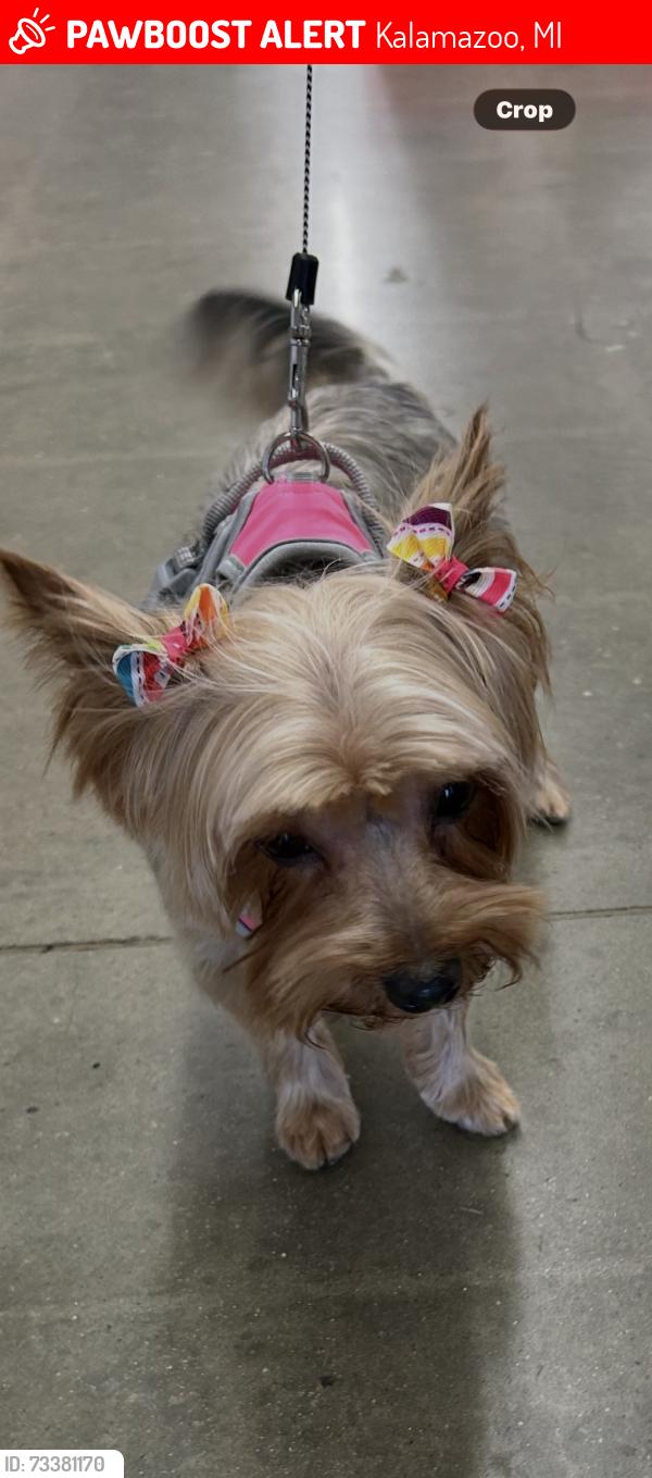 Lost Female Dog last seen Gull rd, Kalamazoo, MI 49048