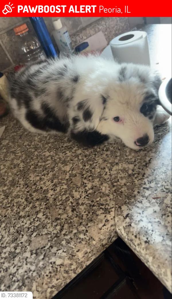 Lost Female Dog last seen Near N sherwood ave, Peoria, IL 61604