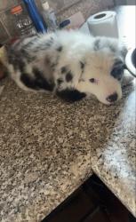 Lost Female Dog last seen Near N sherwood ave, Peoria, IL 61604