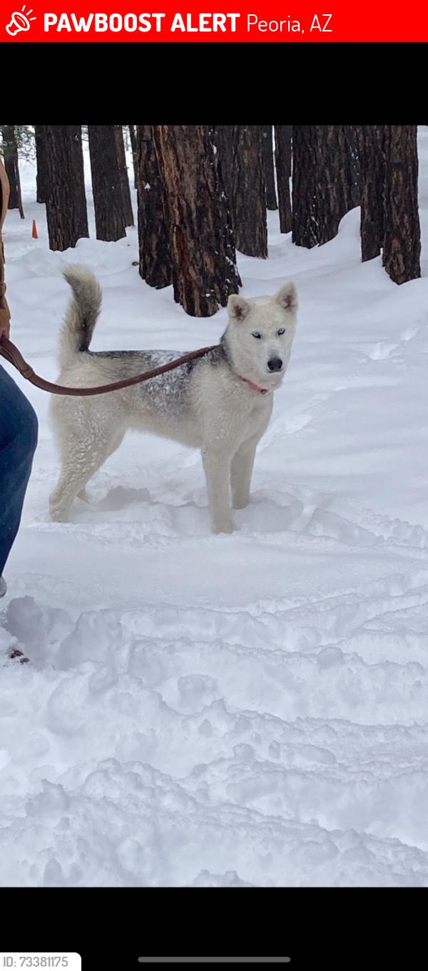 Lost Female Dog last seen Olive Peoria, Peoria, AZ 85345