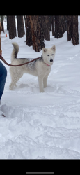 Lost Female Dog last seen Olive Peoria, Peoria, AZ 85345
