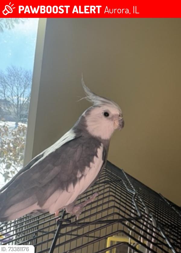 Lost Male Bird last seen Oakhurst Drive, Aurora, IL 60504