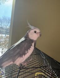 Lost Male Bird last seen Oakhurst Drive, Aurora, IL 60504