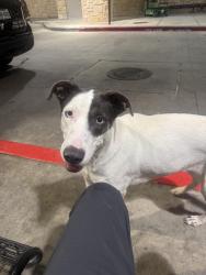 Found/Stray Unknown Dog last seen Plantation rd. And barryknoll ln, Houston, TX 77024