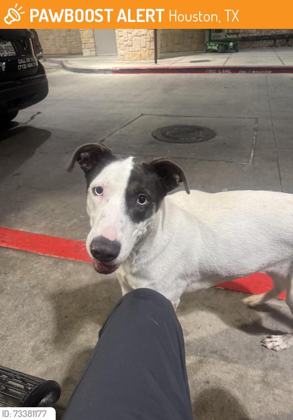 Found/Stray Unknown Dog last seen Plantation rd. And barryknoll ln, Houston, TX 77024