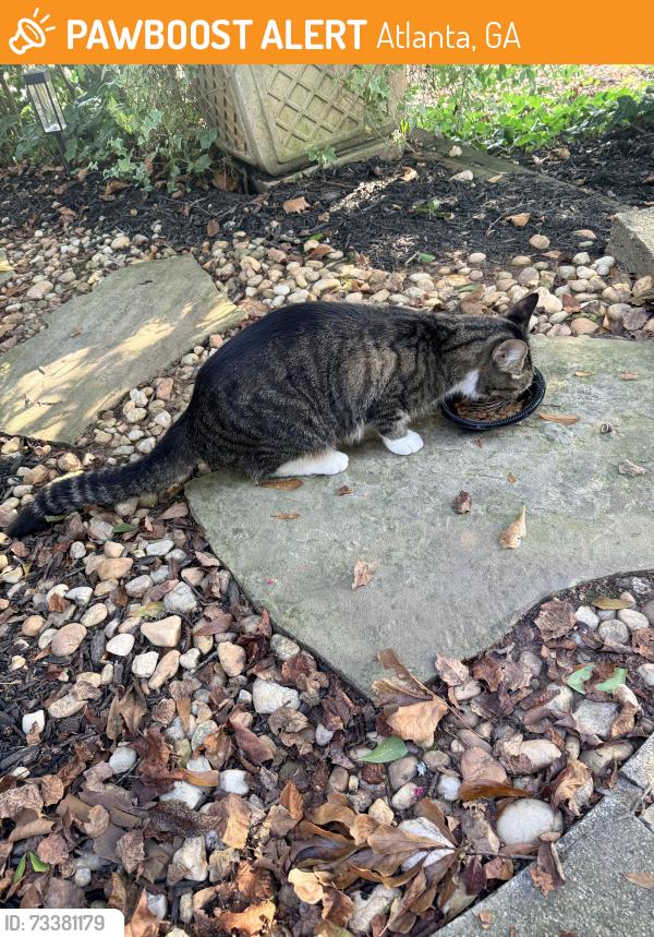 Found/Stray Unknown Cat last seen Long Island Drive, Sandy Springs, GA 30328, Atlanta, GA 30328