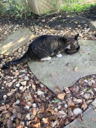 Found/Stray Unknown Cat last seen Long Island Drive, Sandy Springs, GA 30328, Atlanta, GA 30328