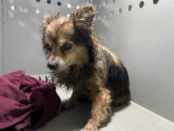 Shelter Stray Male Dog last seen , 4275 Elton St, Baldwin Park, CA 91706, USA