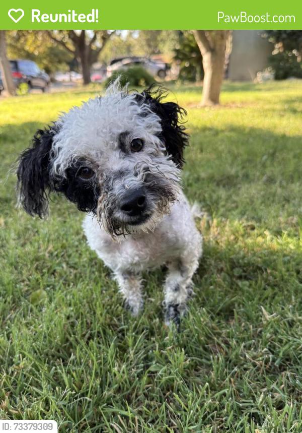 Reunited Male Dog last seen Kettleman off the 99 freeway by Mcdonalds, Lodi, CA 95240