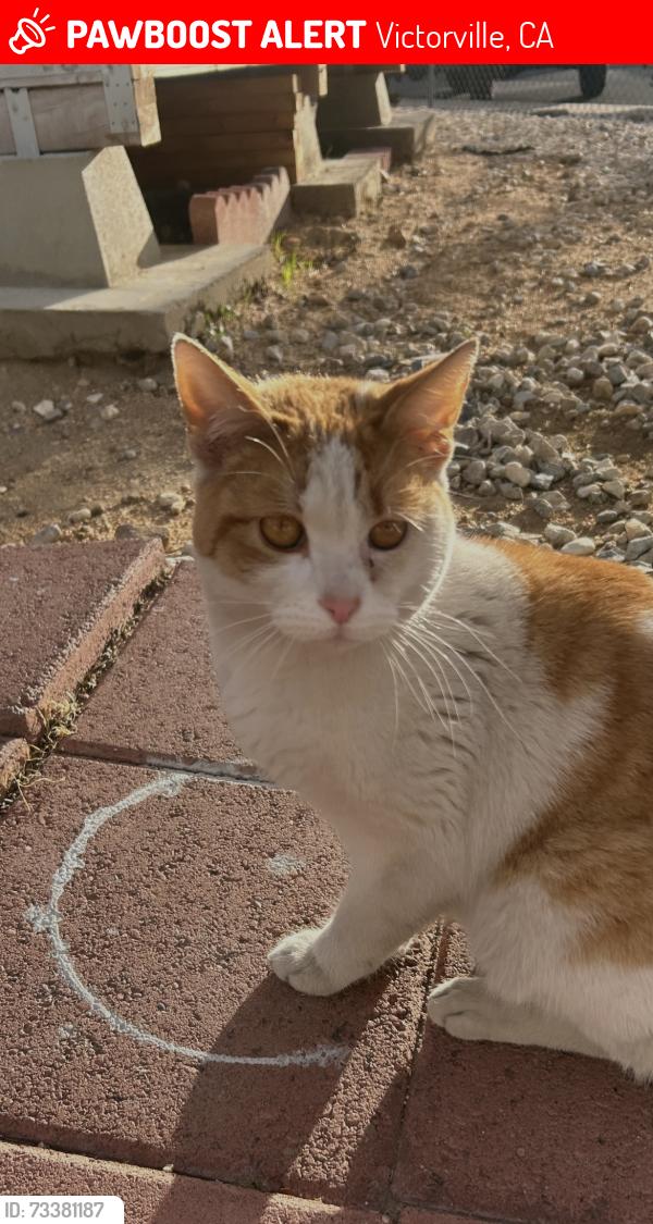 Lost Male Cat last seen Near Pebble Beach Dr, Victorville CA 92395, Victorville, CA 92395