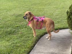 Reunited Female Dog last seen McCotter, Havelock, NC 28532