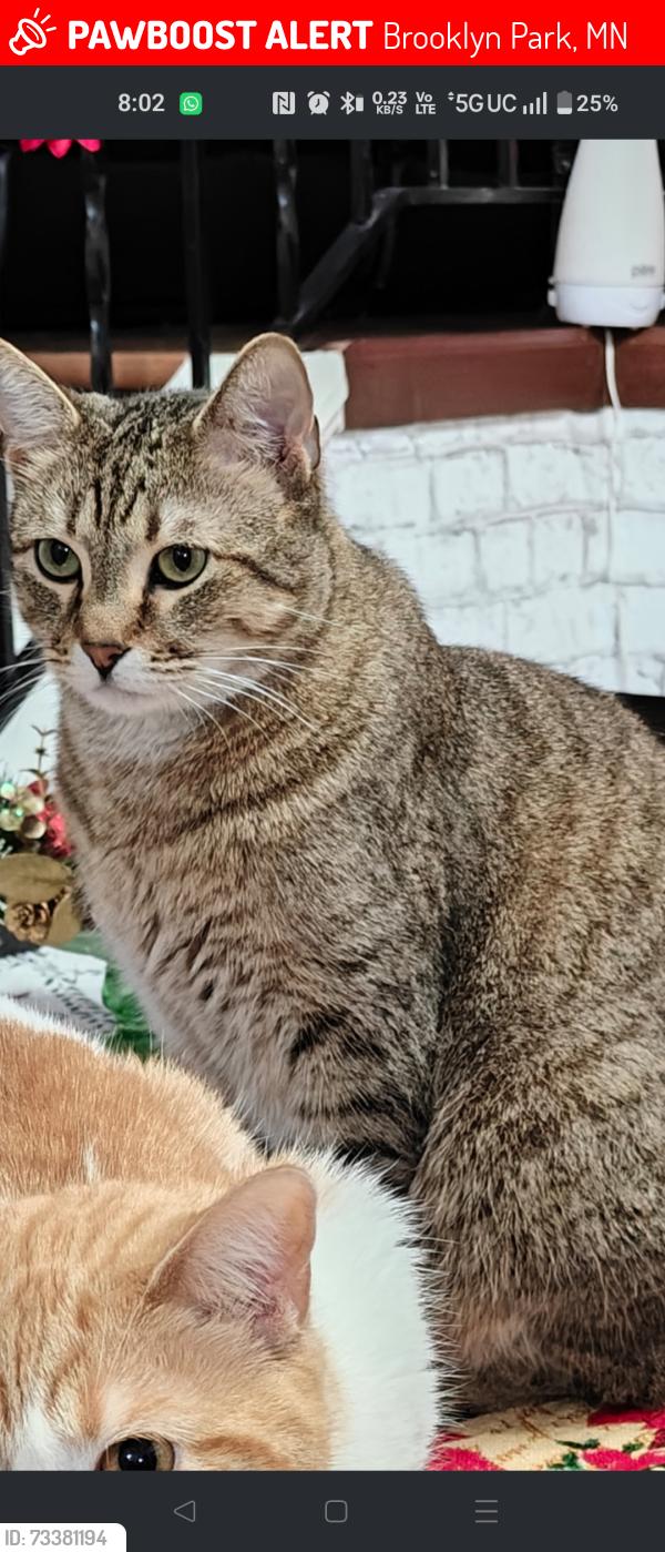 Lost Male Cat last seen Brookdale DR, Brooklyn Park, MN 55443