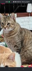 Lost Male Cat last seen Brookdale DR, Brooklyn Park, MN 55443
