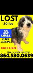Reunited Male Dog last seen Candler elementary school, Candler, NC 28715