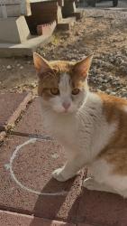 Lost Male Cat last seen Near Pebble Beach Dr, Victorville CA 92395, Victorville, CA 92395