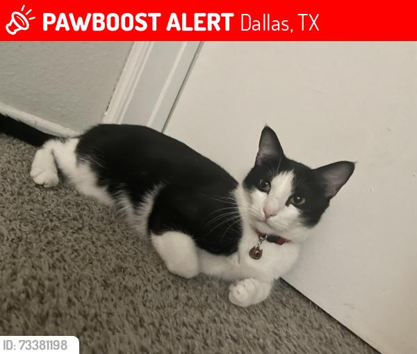 Lost Male Cat last seen Near Timberglen Rd, Dallas, TX 75287