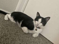 Lost Male Cat last seen Near Timberglen Rd, Dallas, TX 75287