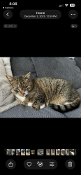 Lost Male Cat last seen Treasure island playground, Oxford, MA 01540