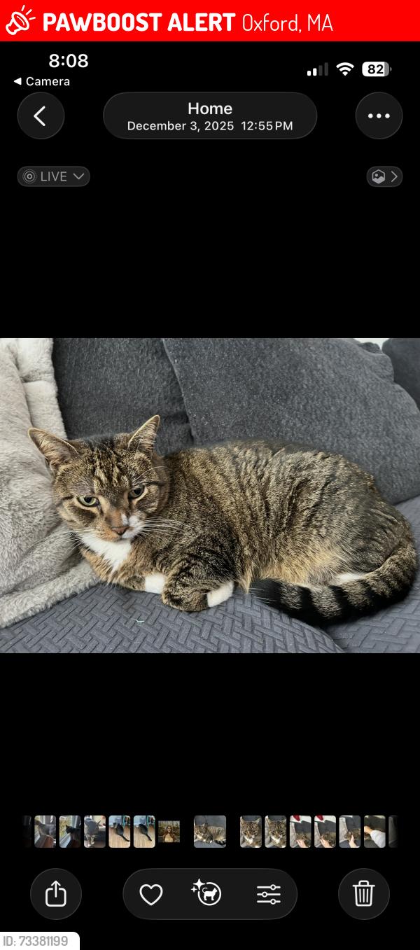 Lost Male Cat last seen Treasure island playground, Oxford, MA 01540