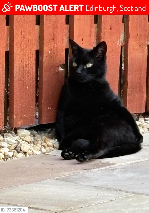 Lost Male Cat last seen Baberton mains Drive, Edinburgh, Scotland 