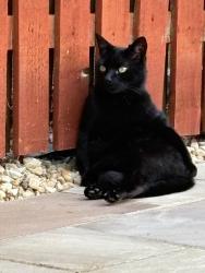 Lost Male Cat last seen Baberton mains Drive, Edinburgh, Scotland 