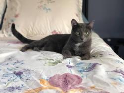 Reunited Female Cat last seen Kingswood Way and Walden Drive, Sioux Falls, SD 57106