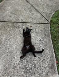 Found/Stray Female Cat last seen friendship ledford rd winstonnsalem nc, Winston-Salem, NC 27107