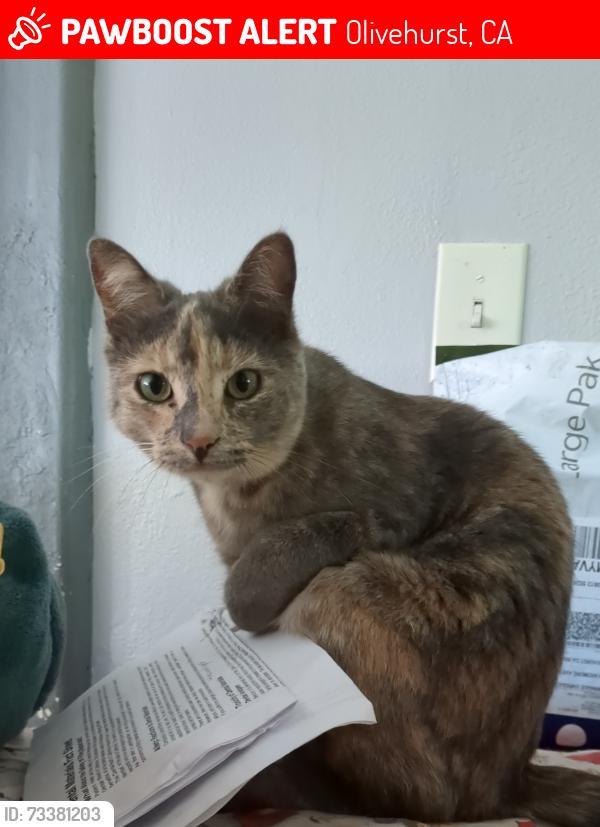Lost Female Cat last seen Between Ardmore Ave and Olivehurst Ave, right within the creek area of 9th and 11th Ave, Olivehurst, CA 95961