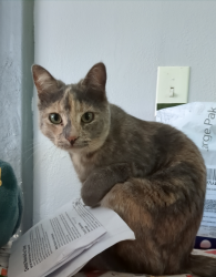 Lost Female Cat last seen Between Ardmore Ave and Olivehurst Ave, right within the creek area of 9th and 11th Ave, Olivehurst, CA 95961