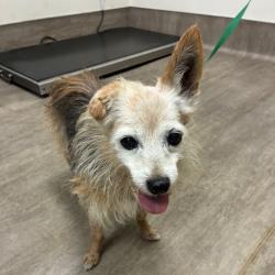 Shelter Stray Male Dog last seen , 361 S Raymond Ave, Pasadena, CA 91105, USA