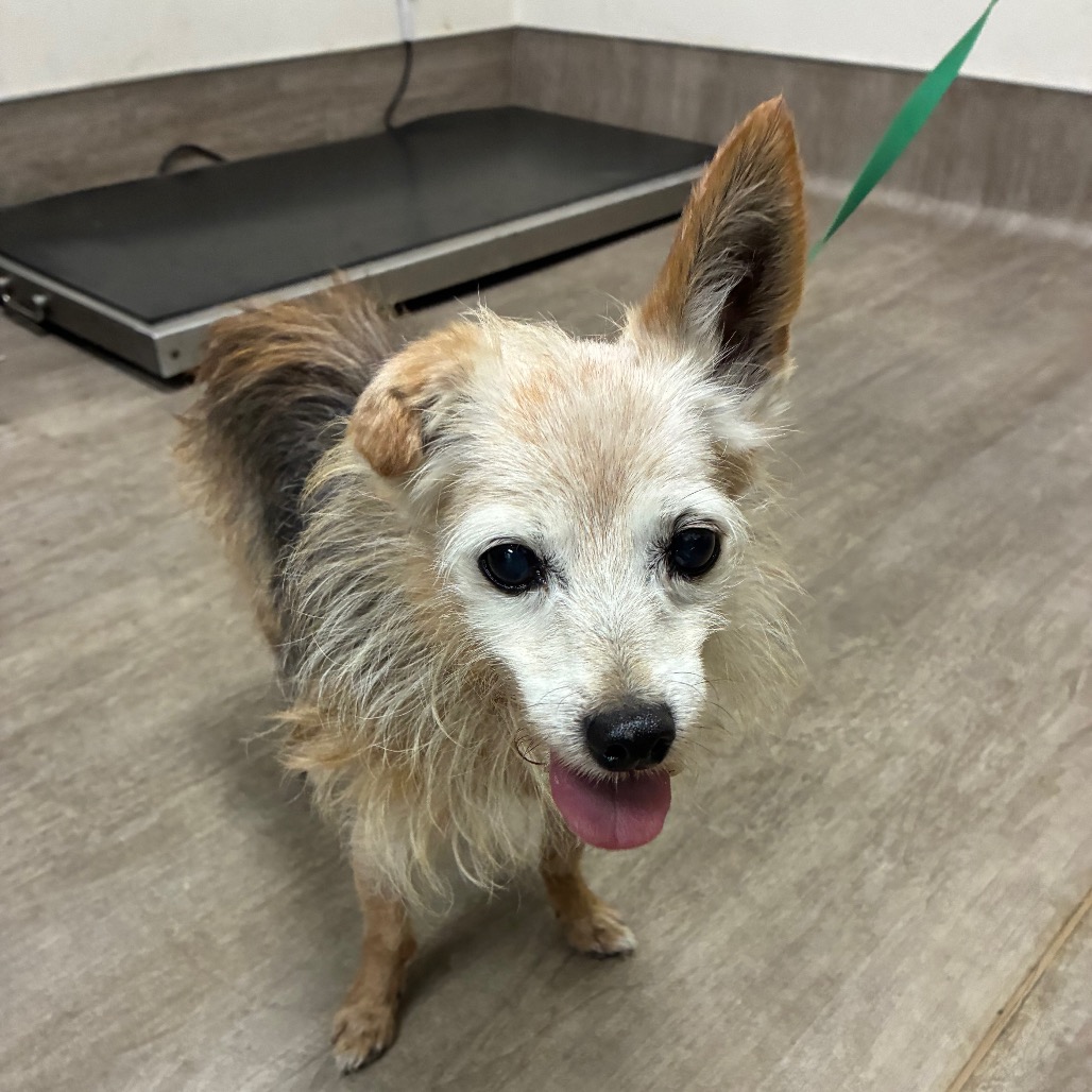 Shelter Stray Male Dog last seen , 361 S Raymond Ave, Pasadena, CA 91105, USA