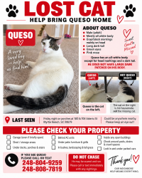 Lost Male Cat last seen Walking through neighbors backyards, Myrtle Beach, SC 29579