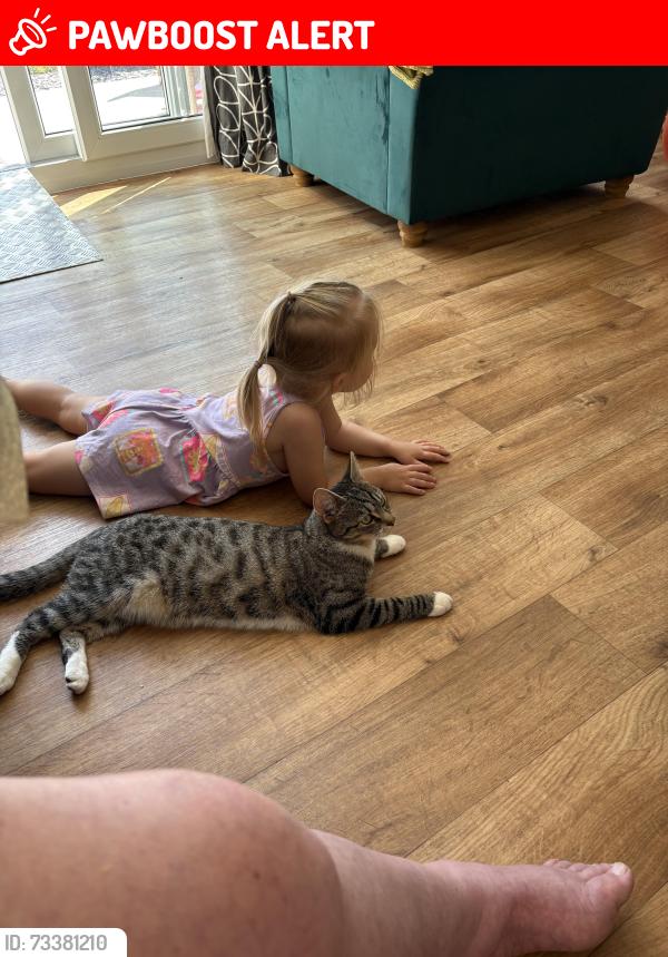Lost Female Cat last seen Housing est past rhiw syr dafydd school, Oakdale, Wales NP12 0LE