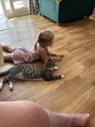 Lost Female Cat last seen Housing est past rhiw syr dafydd school, Oakdale, Wales NP12 0LE