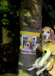 Reunited Male Dog last seen Boy Scout Camp off Ruckman Rd in Closter, NJ, Closter, NJ 07624