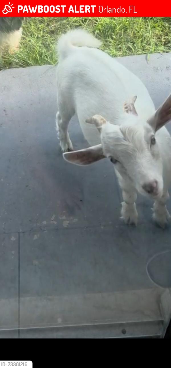 Lost Male Other last seen Alvina way Orlando Fl.32822, Orlando, FL 32822
