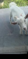 Lost Male Other last seen Alvina way Orlando Fl.32822, Orlando, FL 32822