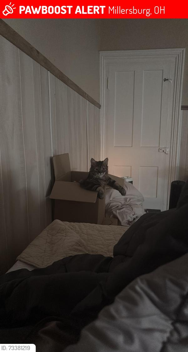 Lost Female Cat last seen State route 39, Millersburg, OH 44654