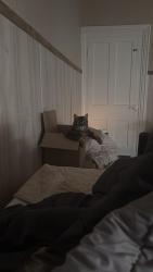 Lost Female Cat last seen State route 39, Millersburg, OH 44654