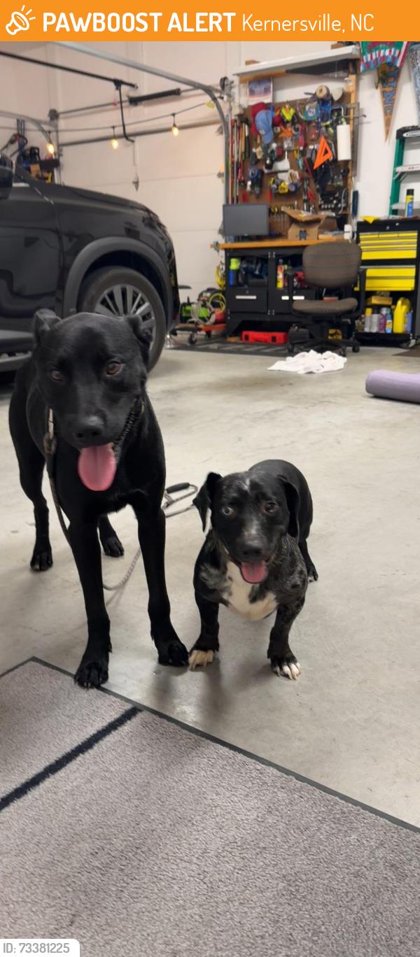 Found/Stray Male Dog last seen Piney grove elementary school, Kernersville, NC 27284