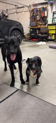 Found/Stray Male Dog last seen Piney grove elementary school, Kernersville, NC 27284