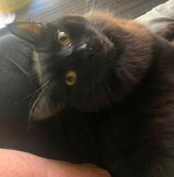 Lost Male Cat last seen Kerr st and lidgett st, Bacchus Marsh, VIC 3340