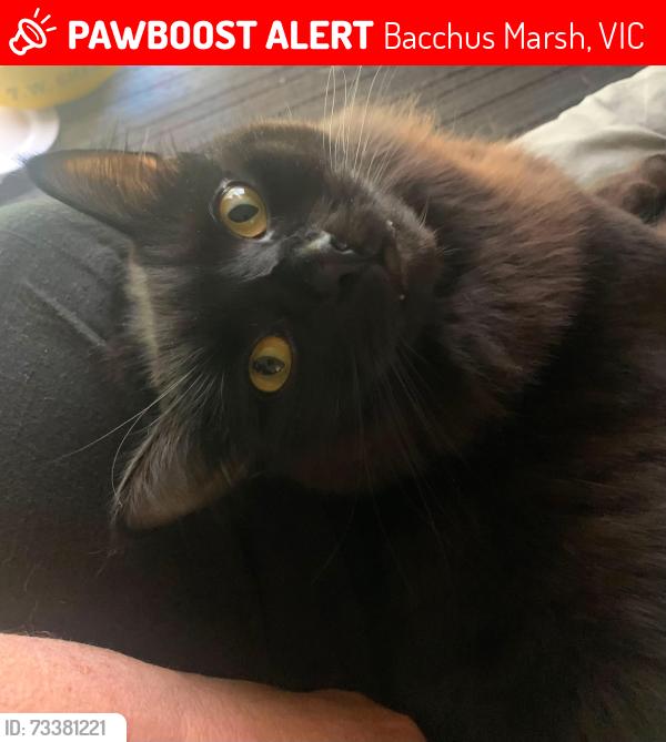 Lost Male Cat last seen Kerr st and lidgett st, Bacchus Marsh, VIC 3340