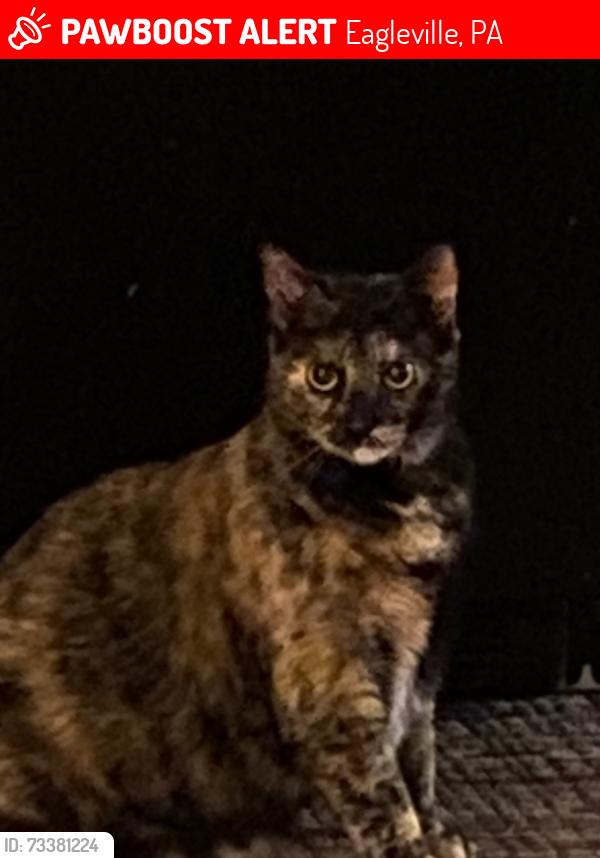 Lost Female Cat last seen Eagleville rd, Eagleville, PA 19403