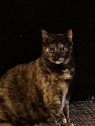 Lost Female Cat last seen Eagleville rd, Eagleville, PA 19403
